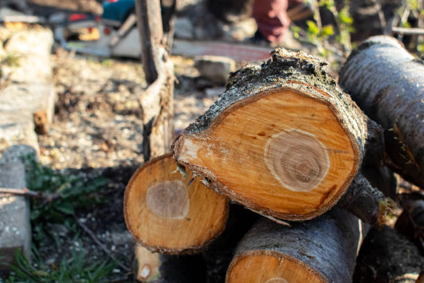 Best Root Management and Removal  in La Nte, MO